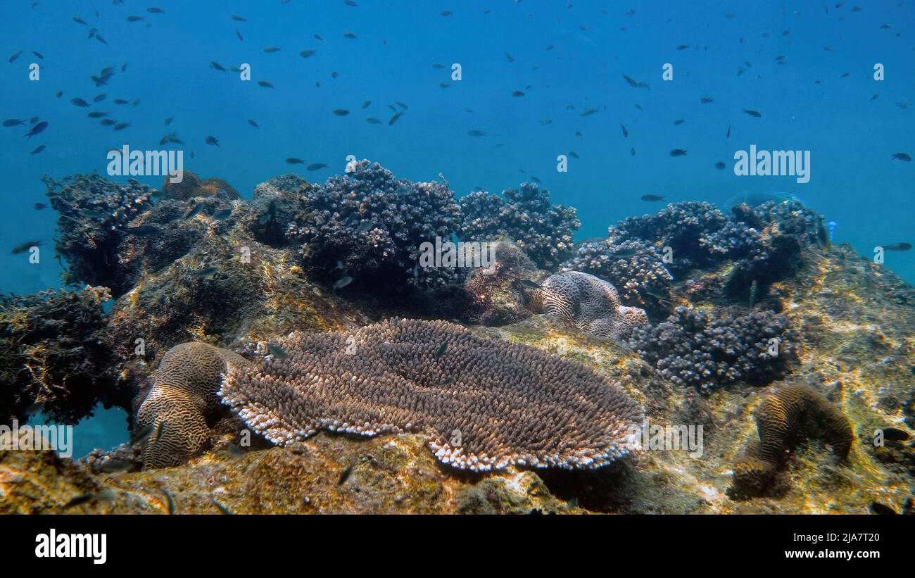 Unterwasserfoto von tropischen Fischen, die zwischen Korallen schwimmen. Unterwasserfischen Riff marine. Bunte Meereslandschaft, Meerestiere im Golf von Thailand Stockfoto