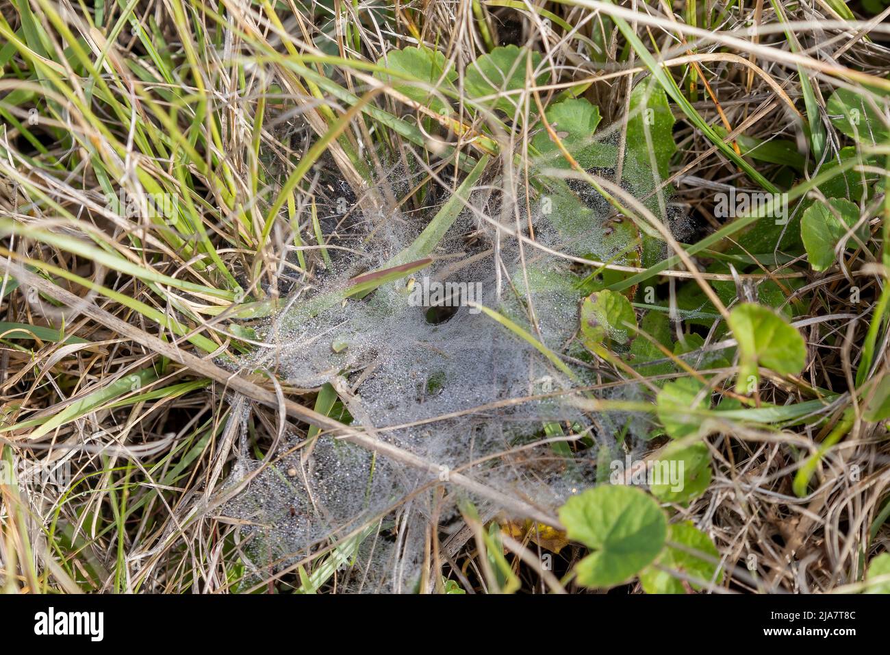 Morgentau auf einem bodenebenem Spinnennetz, aufgenommen in George auf der Garden Route des Westkap Südafrika Stockfoto