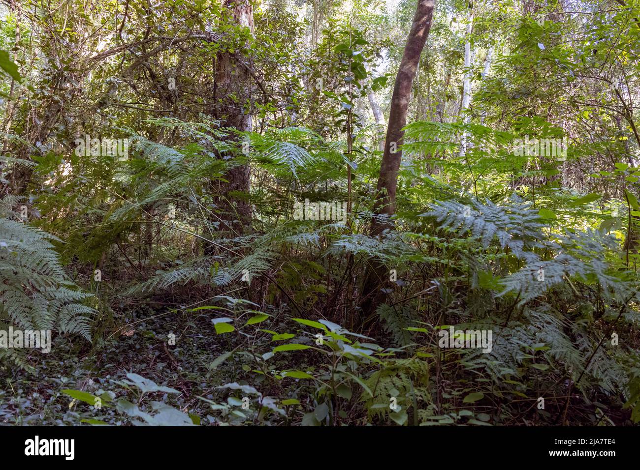 Schöner Knysna Wald an der Garden Route von Südafrika Stockfoto