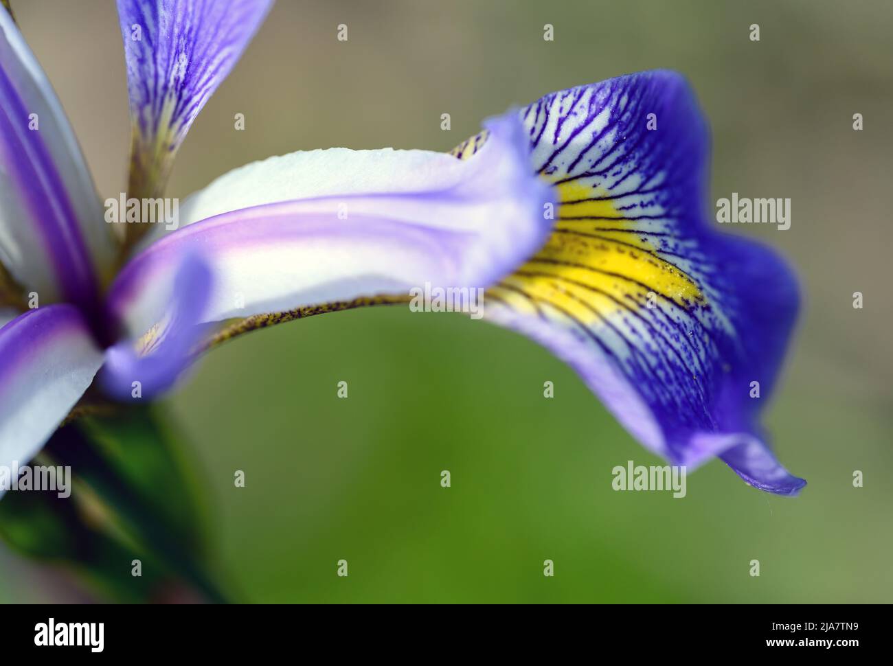 Iris mit violetten, weißen und gelben Blütenblättern. Makroaufnahme mit feinen Details des Blütenblattes. Bunte Irisblume in Kent, Großbritannien gesehen. Stockfoto