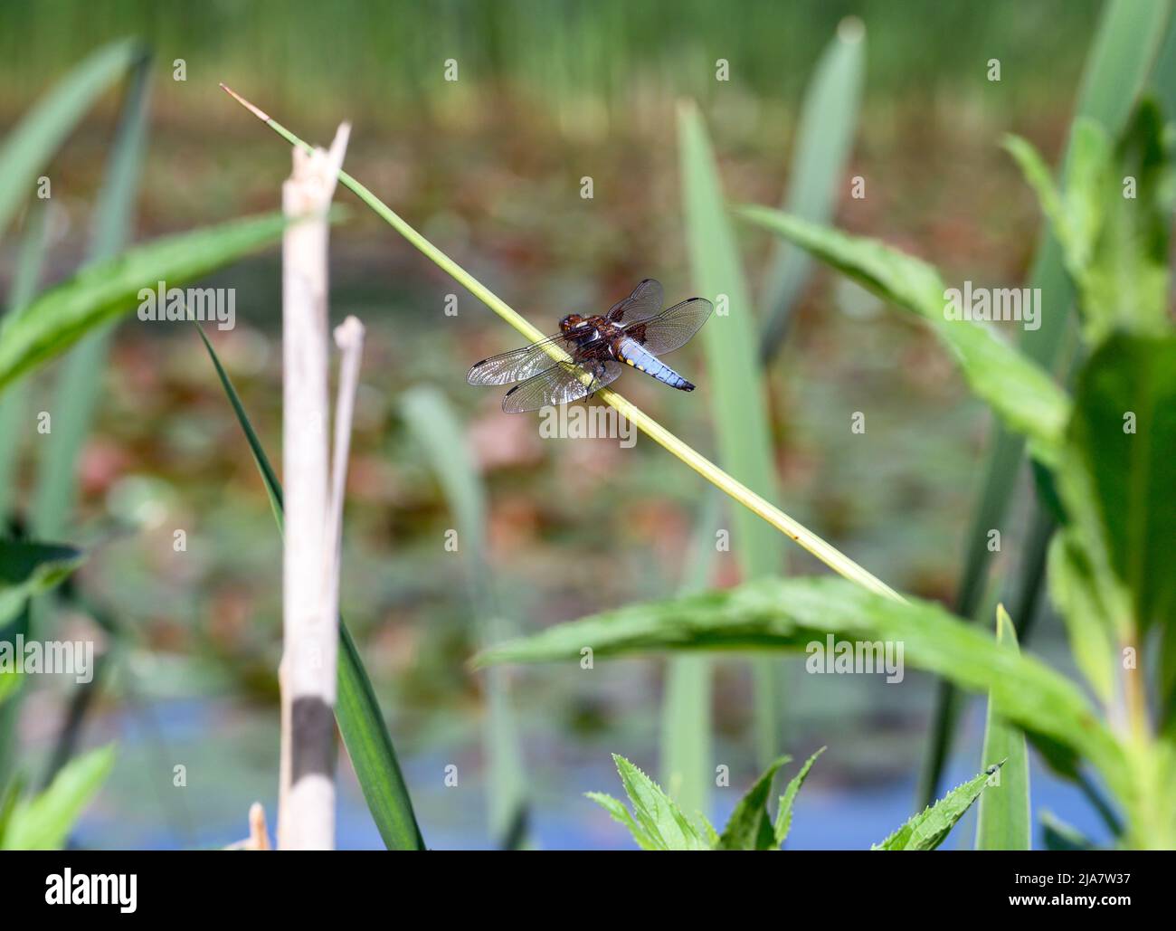 Ein breitkörperiger Chaser (Libellula depressa), der auf einem Schilf sitzt. Der breitkörperige Chaser ist eine echte Libelle der Unterordnung Anisoptera. Stockfoto