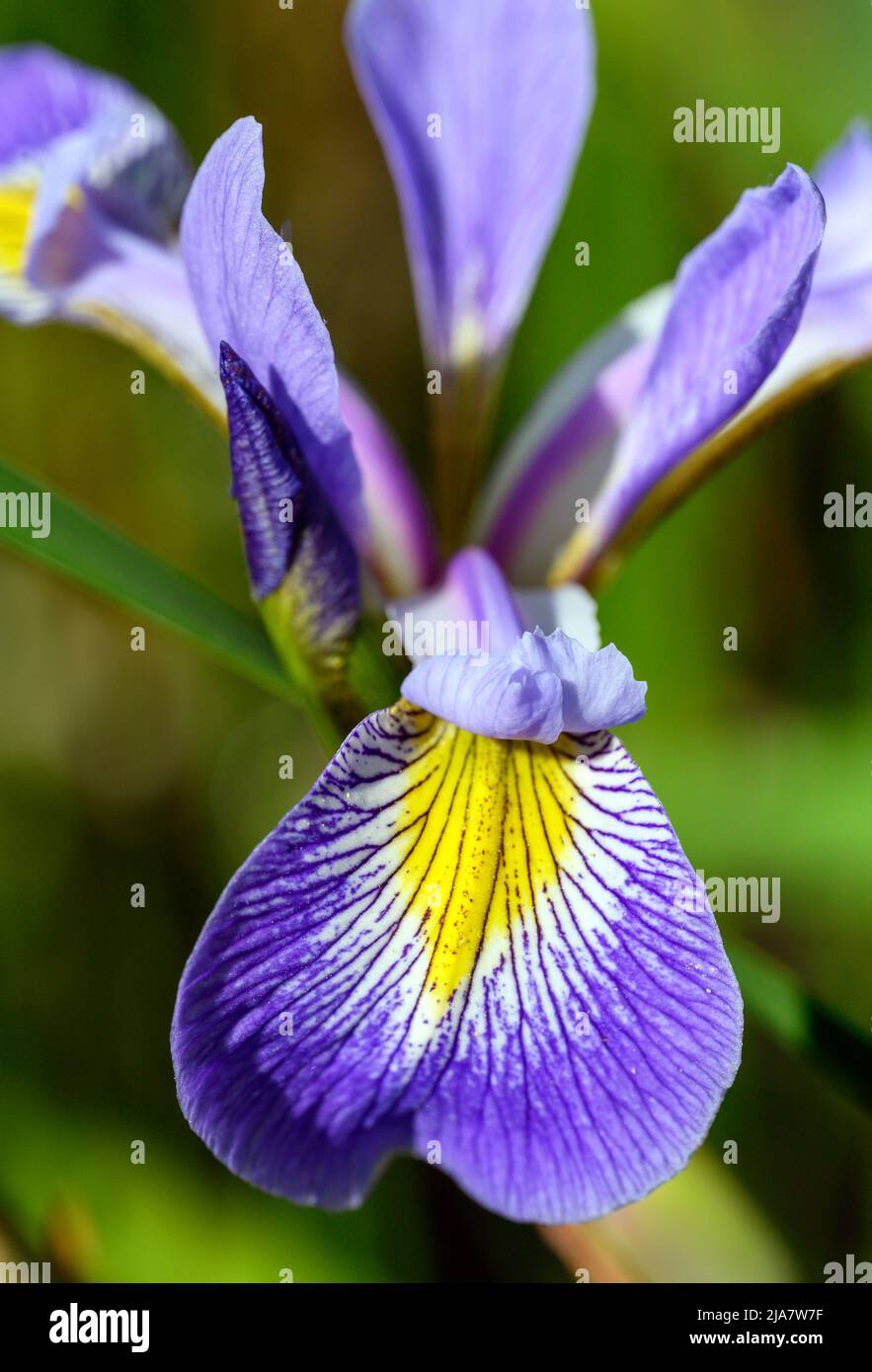 Iris mit violetten, weißen und gelben Blütenblättern. Makroaufnahme mit feinen Details des Blütenblattes. Bunte Irisblume in Kent, Großbritannien gesehen. Stockfoto