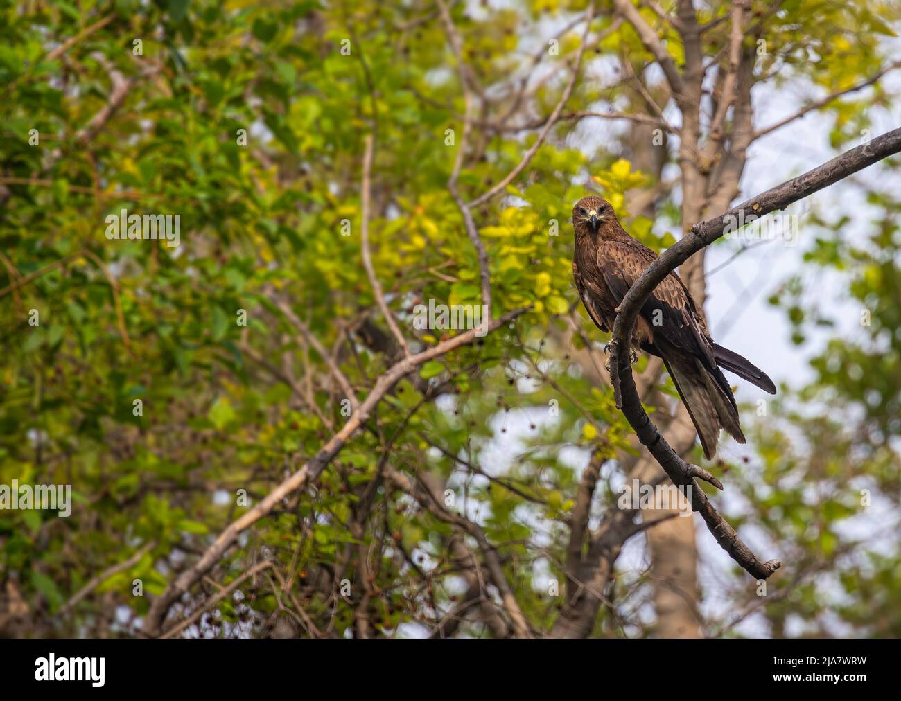 Schwarzer Drachen auf einem Baum in Augenkontakt Stockfoto