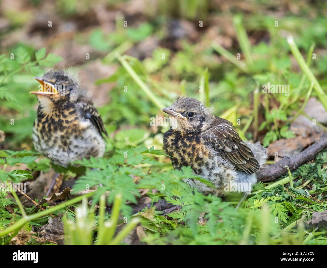 Zwei Feldfeilküken, Turdus pilaris, haben das Nest verlassen und sitzen auf dem Frühlingsrasen. Feldküken sitzen auf dem Boden und warten auf Nahrung Stockfoto