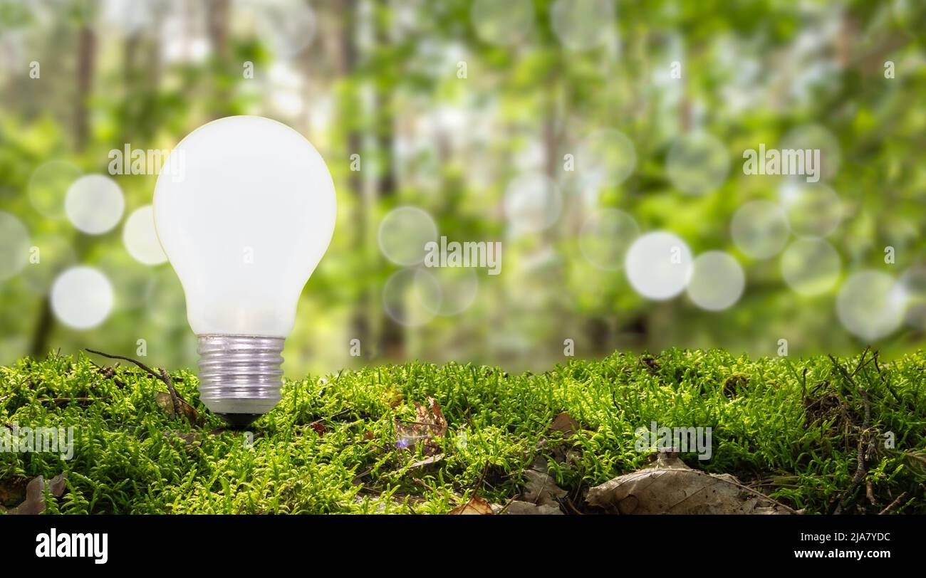Glühbirne in der Natur vor verschwommenem grünen Wald Hintergrund. Stockfoto