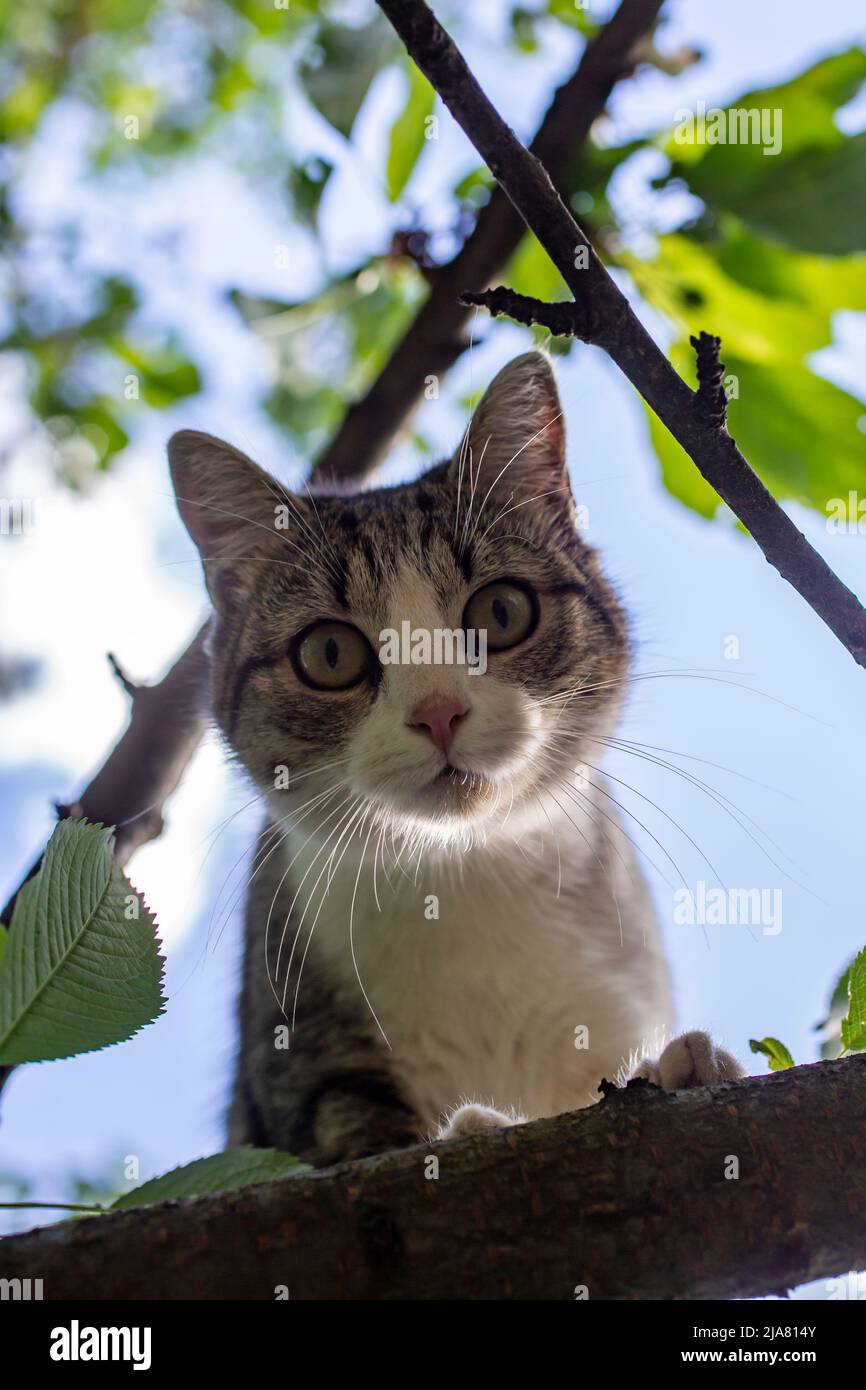 Niedliche europäische Katze, die von einem Kirschbaum herunterschaut Stockfoto