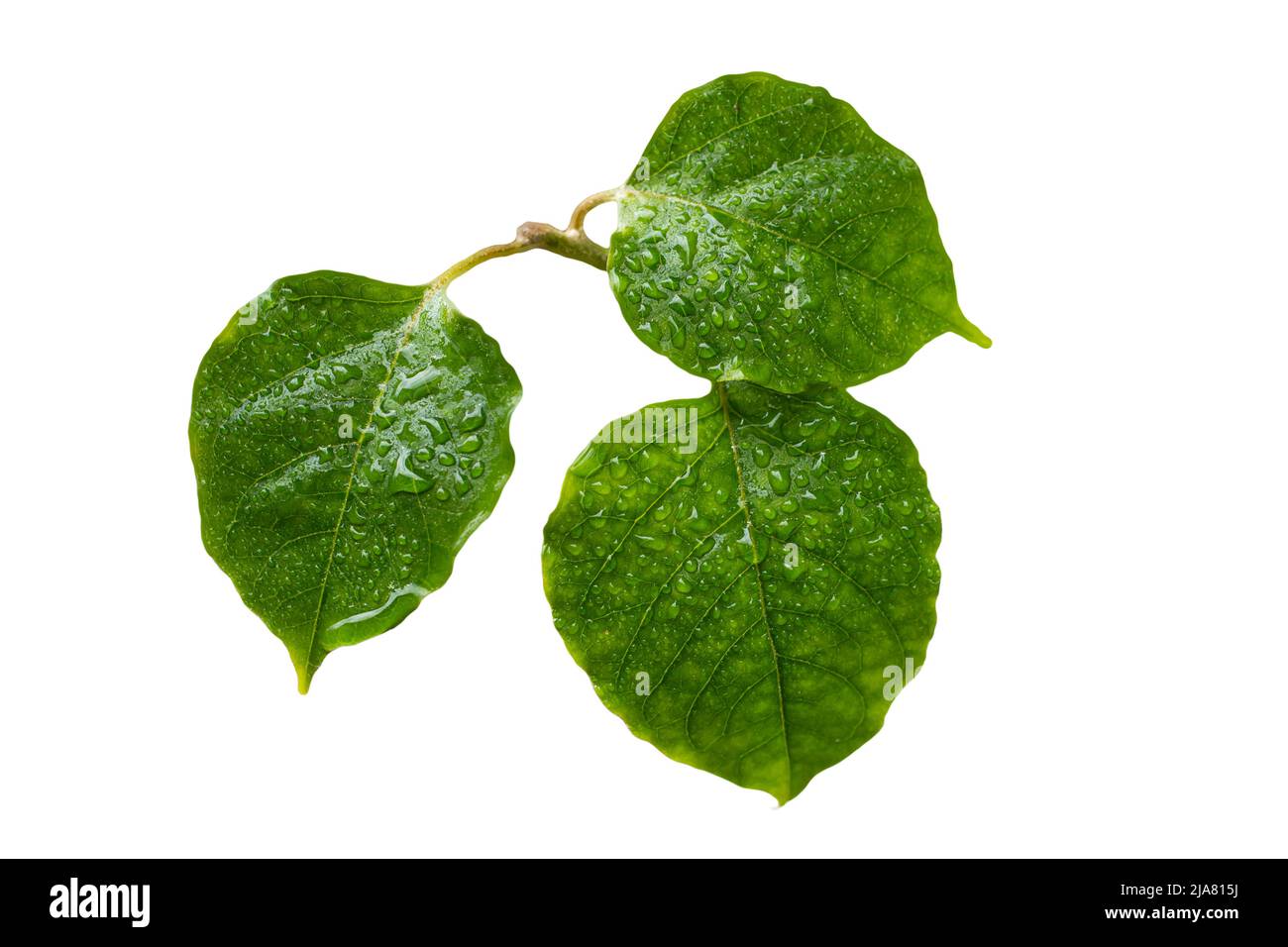 Drei leuchtend grüne Blätter mit Wassertropfen, isoliert auf weißem Hintergrund Stockfoto
