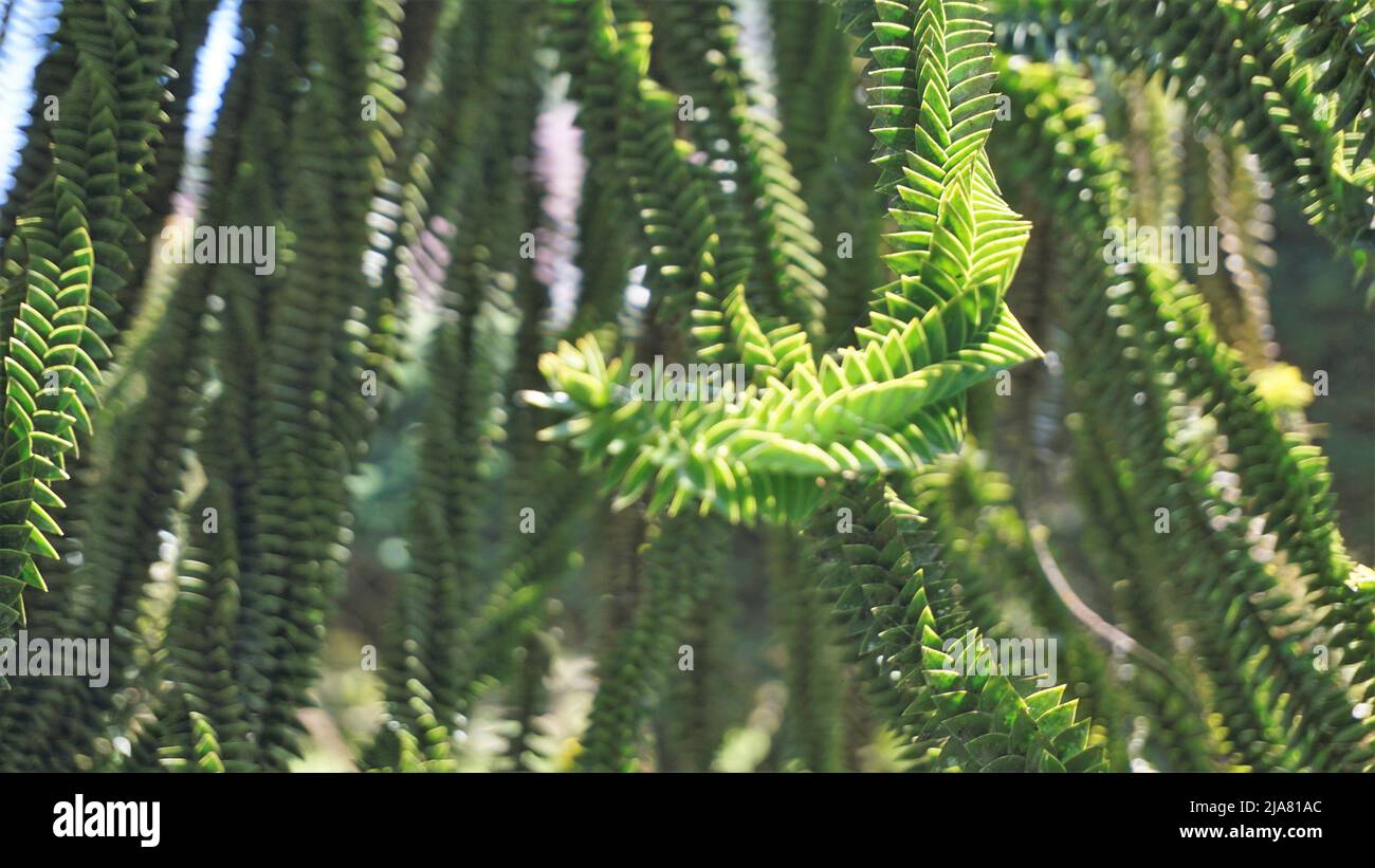 Schöne Blätter von Araucaria araucana auch bekannt als Affe Puzzle-Baum, Araucaria, chilenische Kiefer usw. natürliches Hintergrundbild. Stockfoto