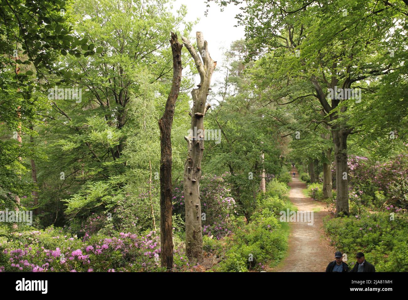 Ein schöner grüner Wald mit einem kleinen Pfad zwischen den Pinien und grünen Bäumen und lila Rododendrons in belgien im Frühling Stockfoto