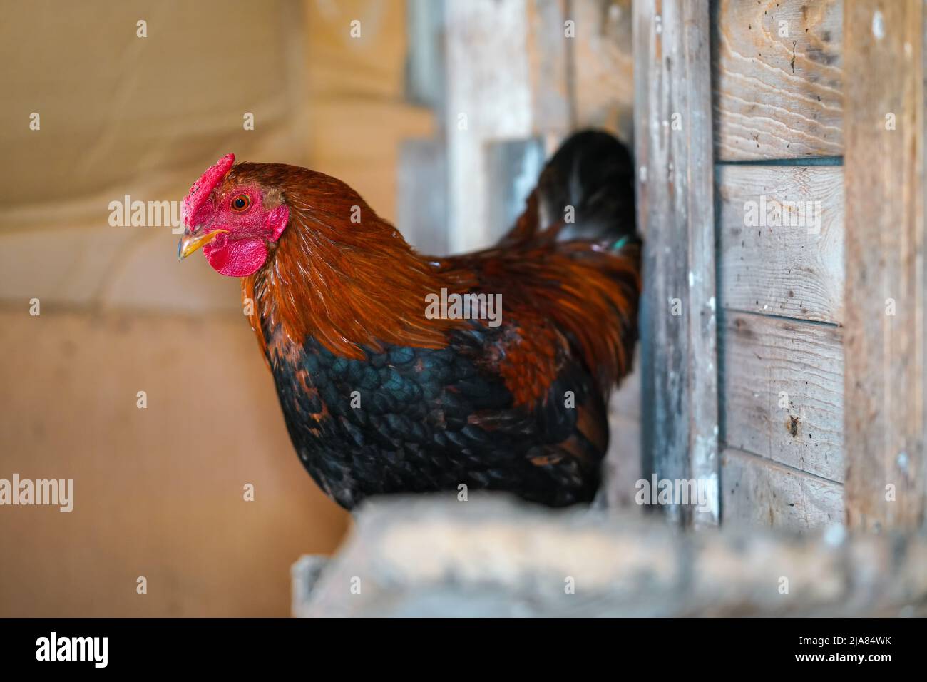 Kleiner bantam-Hähnchen-Hahn mit leuchtend rotem Kamm, der im Hühnerhaus ruht, Nahaufnahme Stockfoto