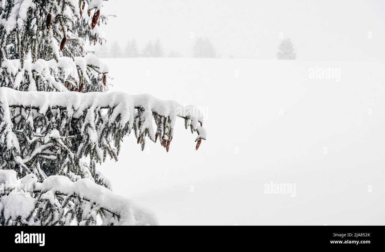 Nadelfichte im Winter mit Schnee bedeckt, einige Kegel sichtbar, leerer Raum auf der rechten Seite Stockfoto