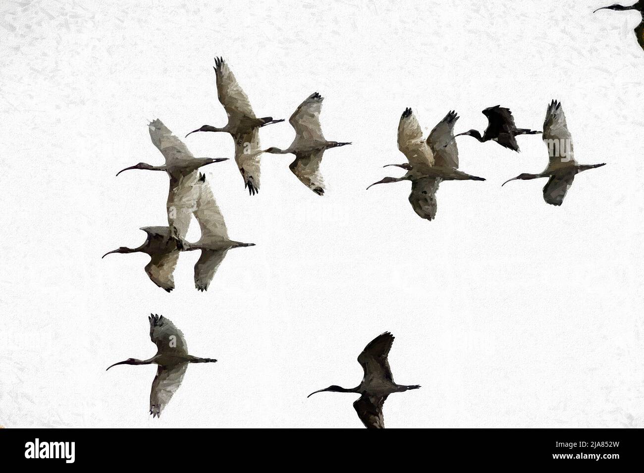 Eine Vogelschar fliegt in Einem Illustrationsmalformat zusammen Stockfoto