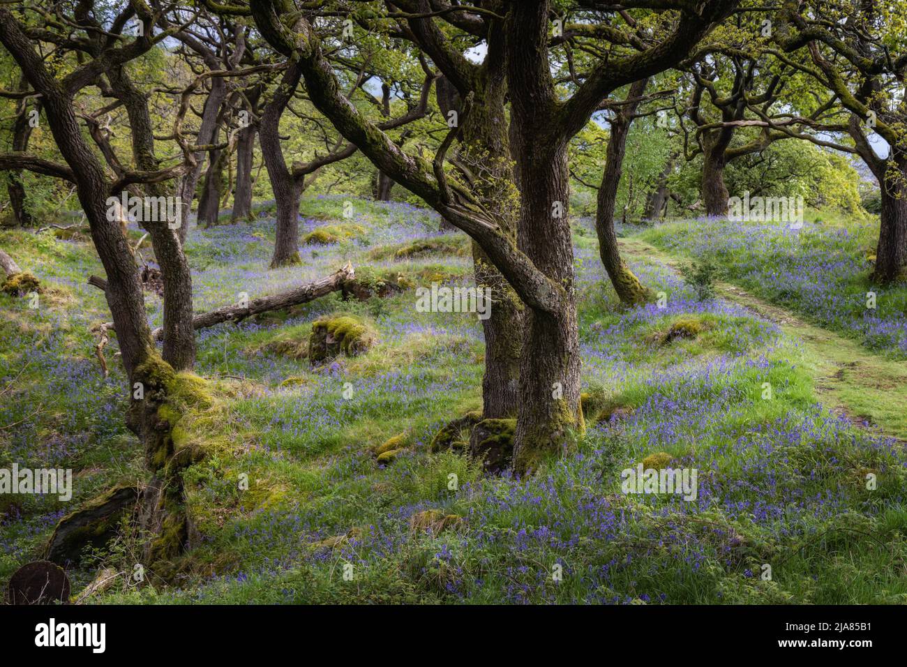 Bluebells und Eichen in einem moosigen Wald auf dem Ingleton Waterfalls Trail in den Yorkshire Dales, England, Großbritannien Stockfoto