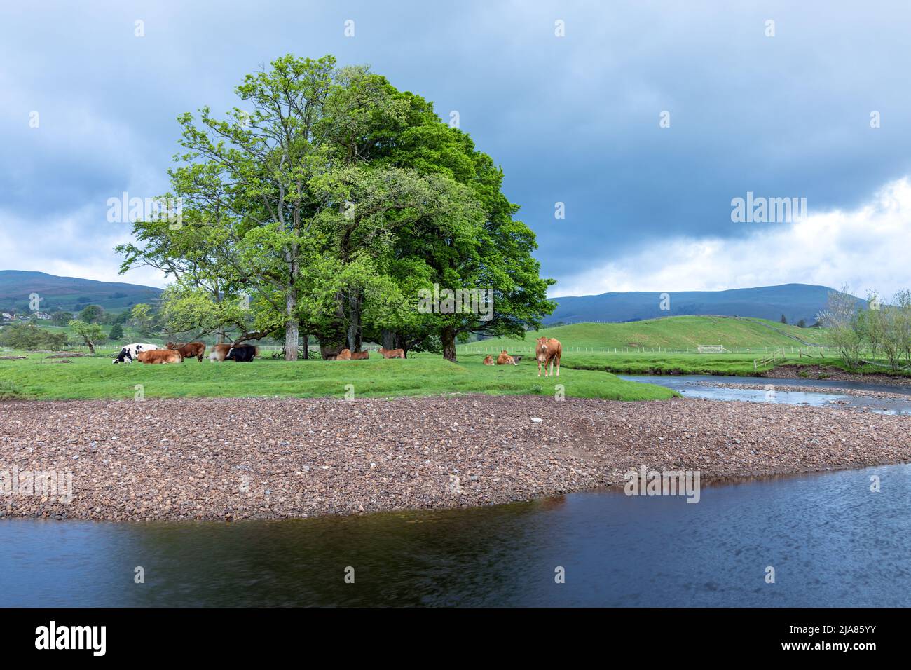 Der Fluss Ure in der Nähe von Hawes im Yorkshire Dales National Park, England, Großbritannien Stockfoto