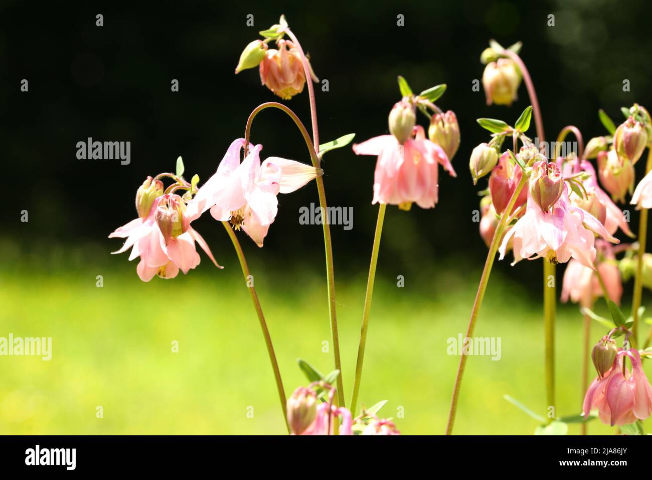 Nahaufnahme einer blühenden Aquilegia-Blume Stockfoto