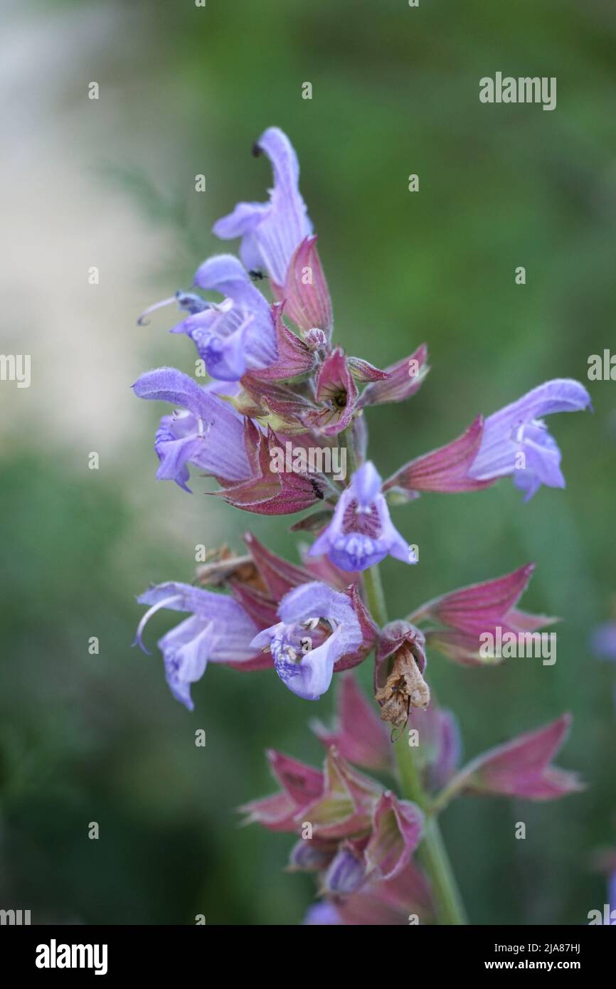 Blühender Zweig aus duftendem Salbei mit kleinen, medizinischen, violetten Blütenblättern Stockfoto