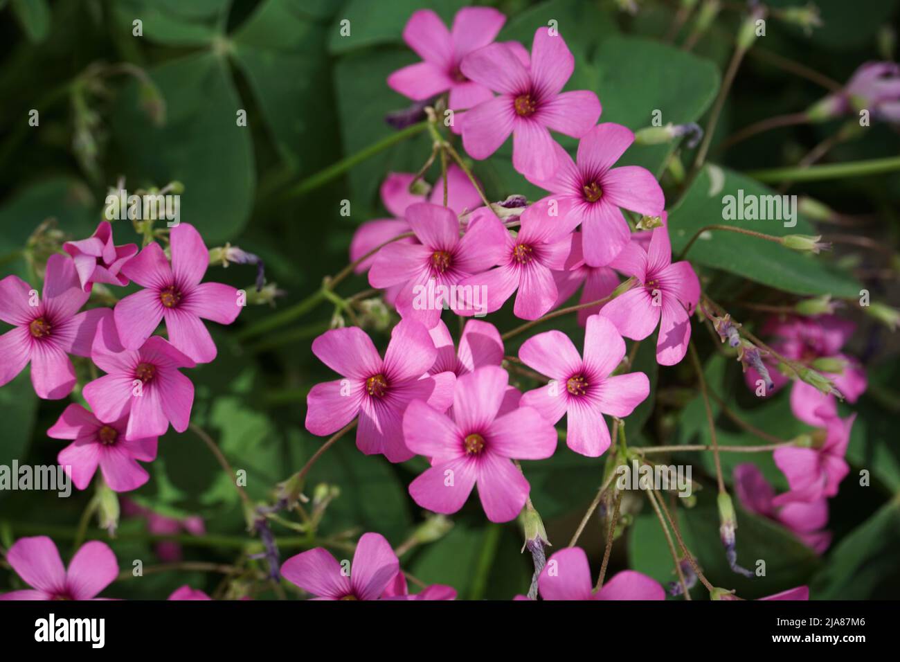 Oxalis articulata buschig blühende und dekorative Pflanze mit vielen winzigen intensiven rosa Blüten Stockfoto
