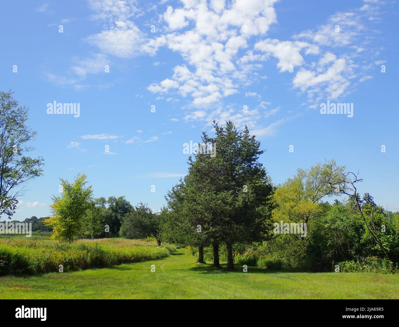 Ein idyllisches Landfeld in Upstate NY mit Gras und üppigen Bäumen unter einem blauen Himmel mit weißen Wolken am Tag Stockfoto