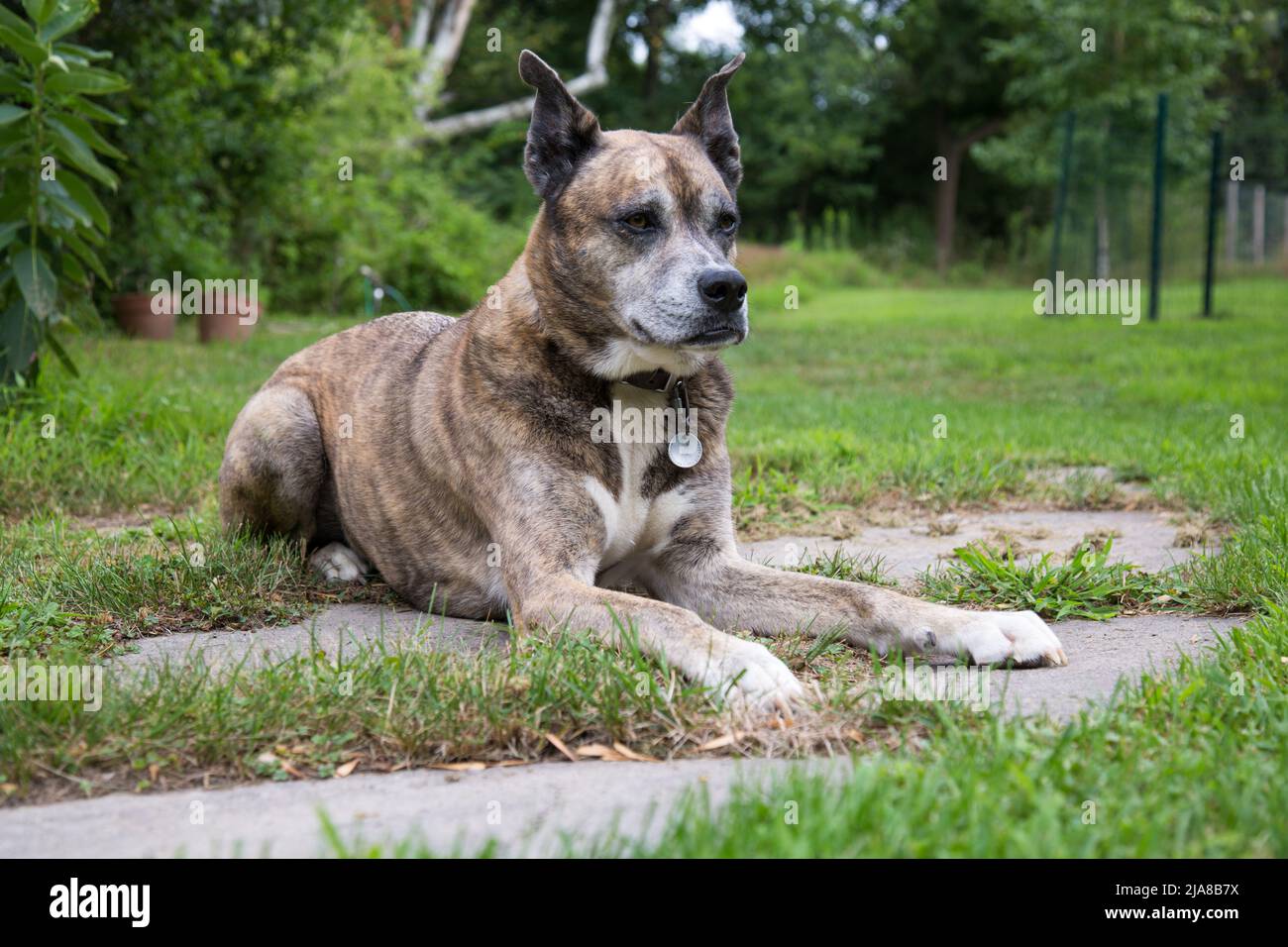Ein großer eingeketterter Hund sitzt mit den Ohren nach oben im Park Stockfoto