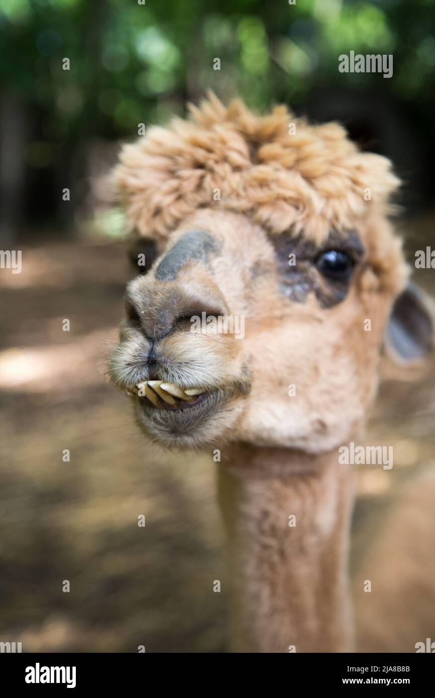 Ein Alpaka-Gesicht ganz nah, mit hervorstehenden Unterzähnen Stockfoto