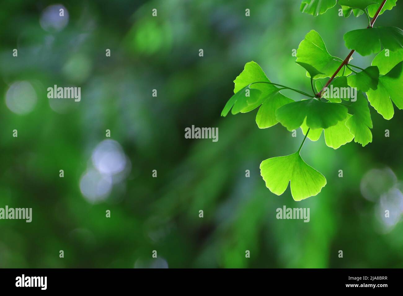 Farbenfrohe, frische grüne Ginkgo-Blätter, die in der Frühlingssonne leuchten Stockfoto