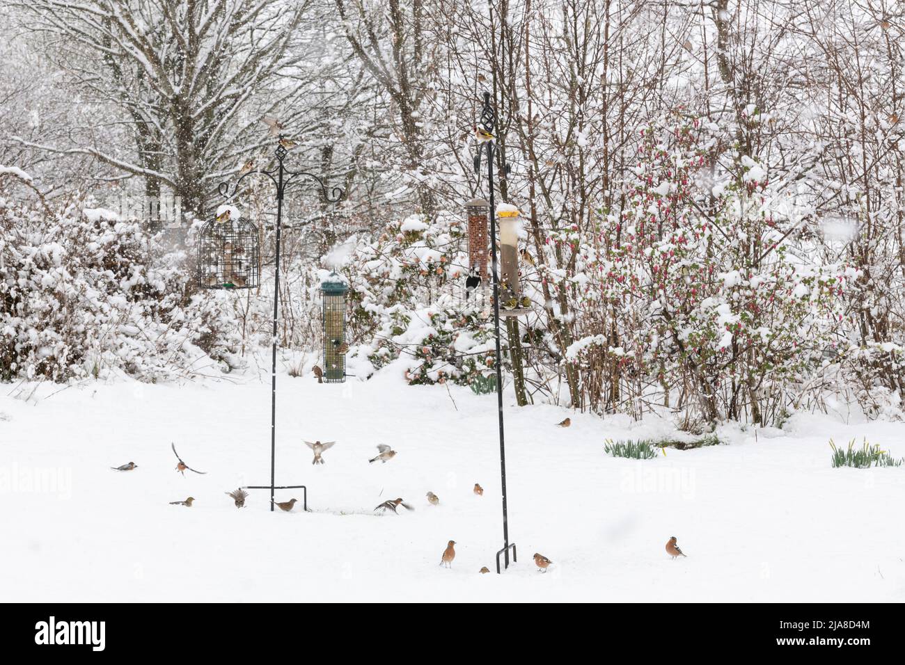 Verschiedene Gartenvögel (Goldfinken, Baumspatzen, Buchfinken, Siskins, Dunnocks und ein Buntspecht) auf Vogelfutterhäuschen in einer Schneedusche Stockfoto