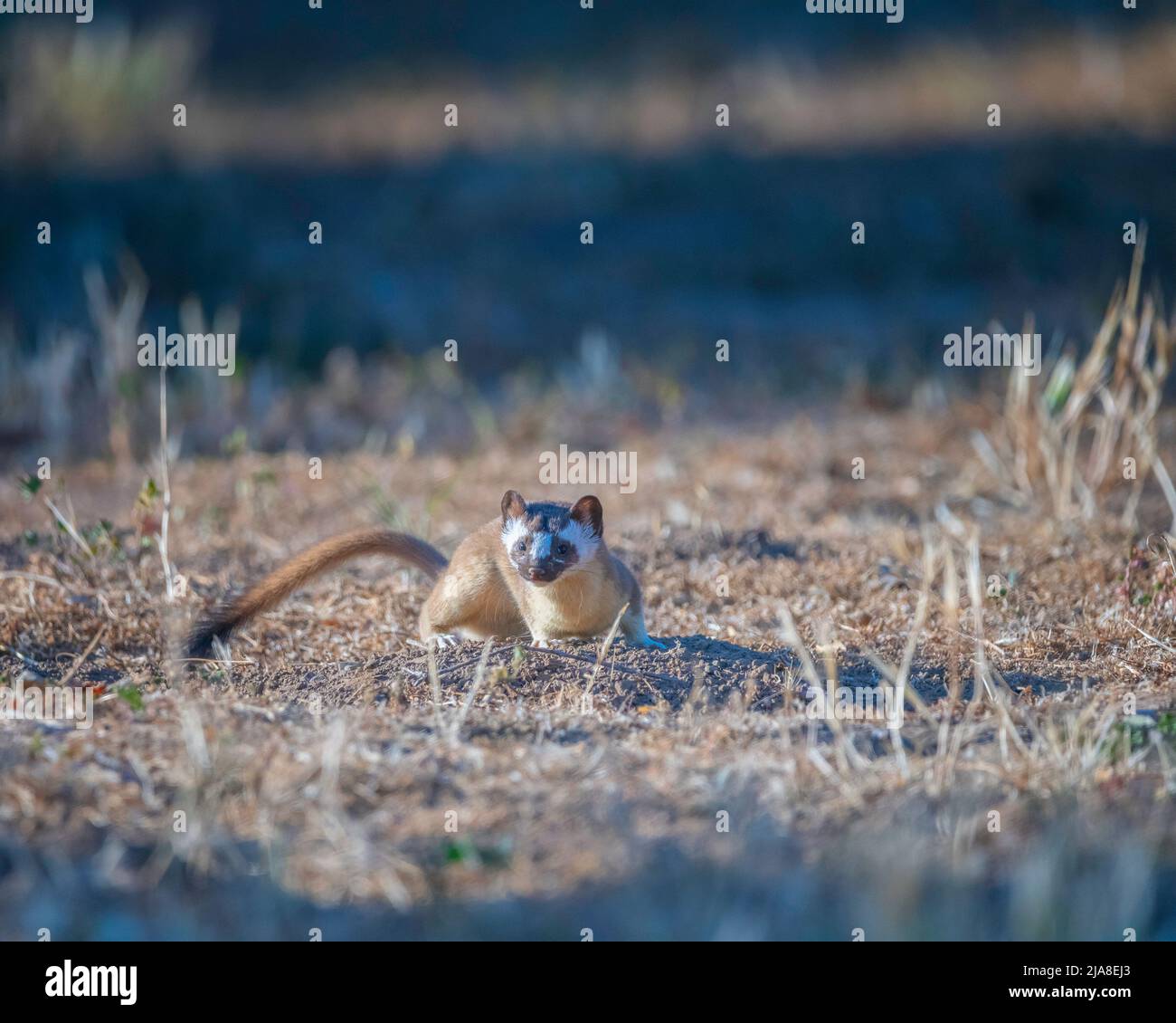 Eine Seeweasel (Neogale frenata) jagt am Lake Cachuma in Santa Barbara County, CA, nach Nahrung. Stockfoto