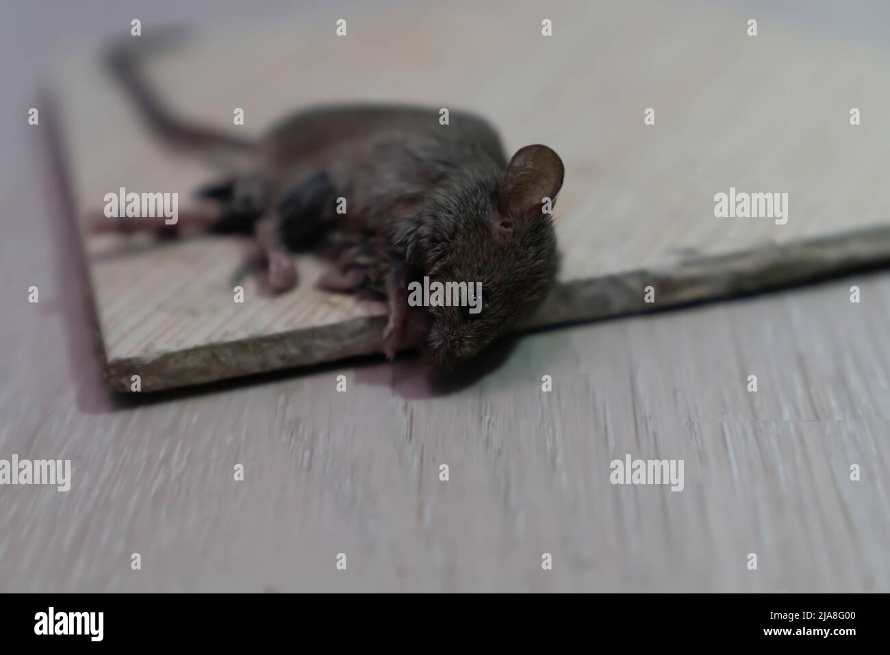 Maus auf klebriger Falle. Konzentrieren Sie sich auf den Kopf und die Augen. Stockfoto