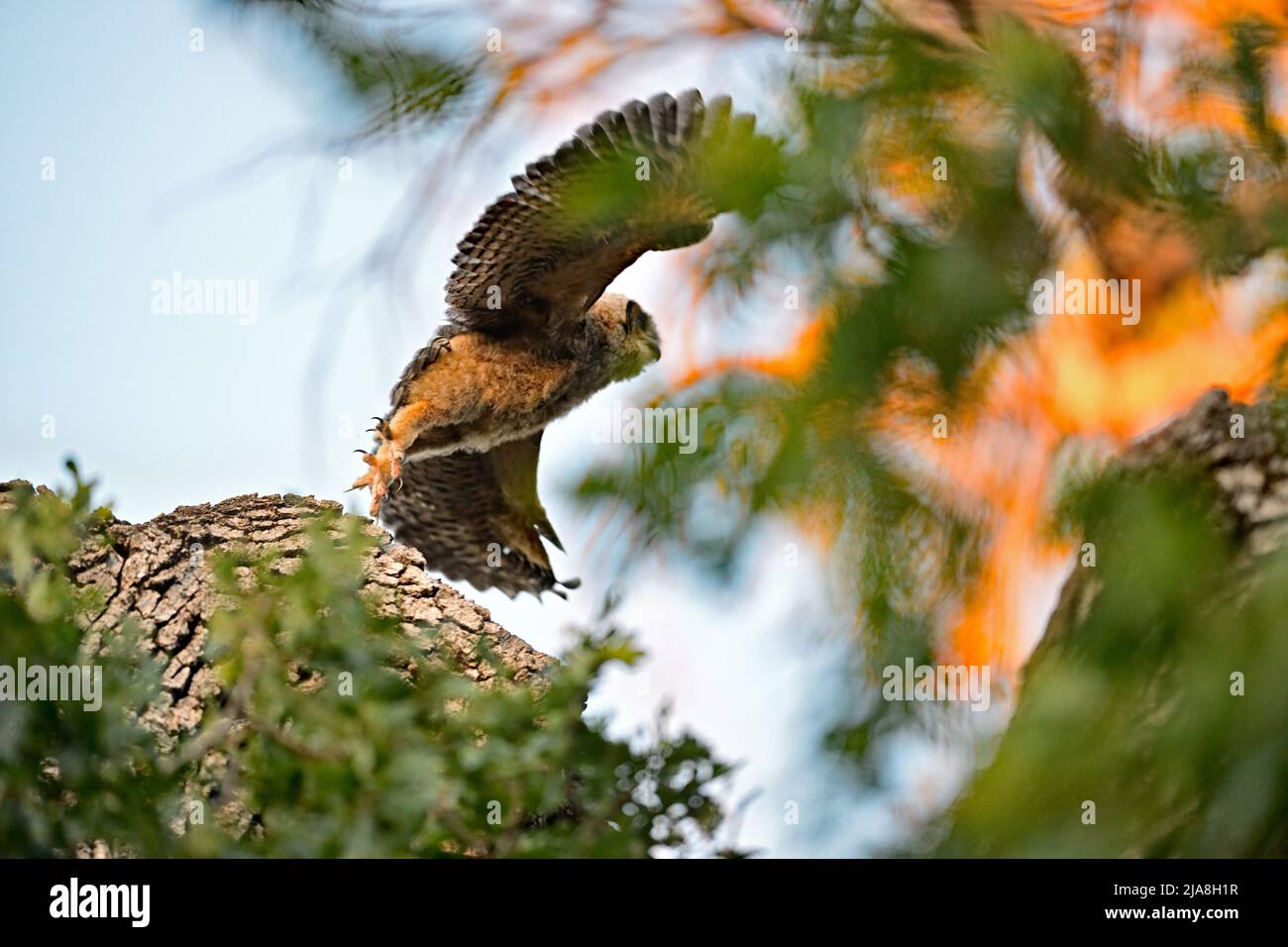 Große gehörnte Eule - Bubo virginianus Stockfoto