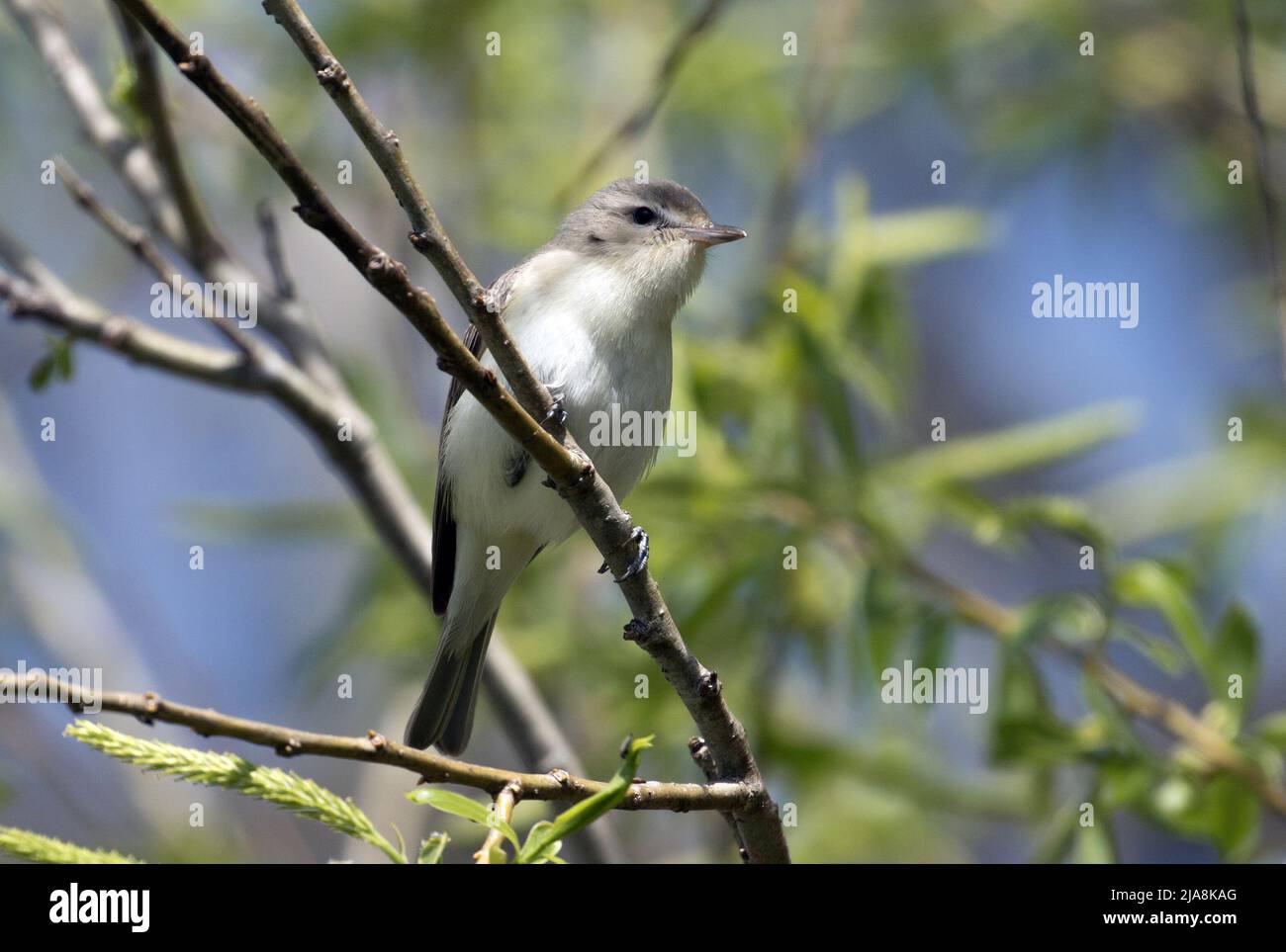 Nahaufnahme von Warbling Vireo auf einem grünen Zweig während der Frühjahrsmigration in Ontario, Kanada. Wissenschaftlicher Name dieses Vogels ist Vireo gilvus. Stockfoto