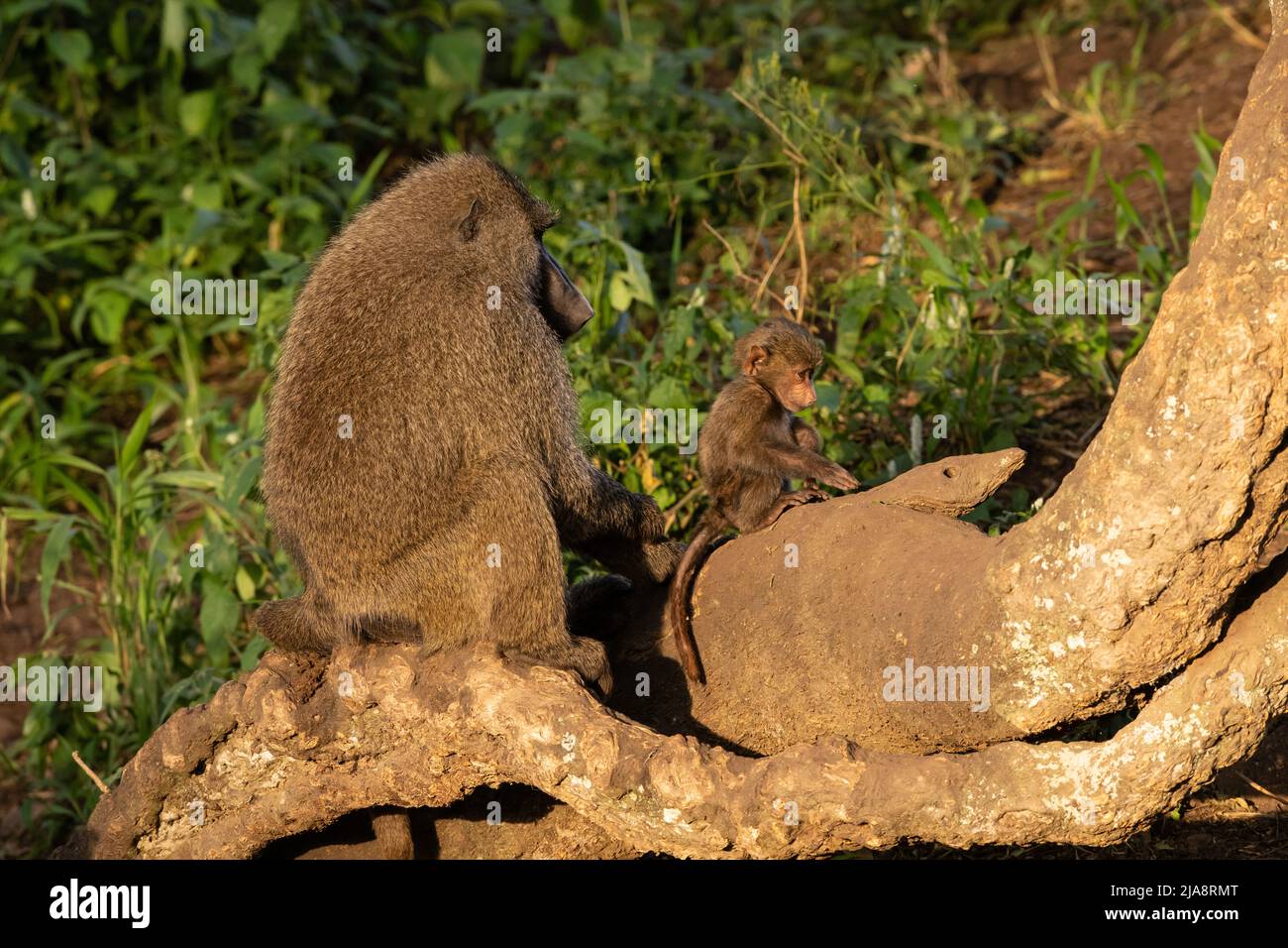 Olive Baboon Mama und Baby, Tansania Stockfoto