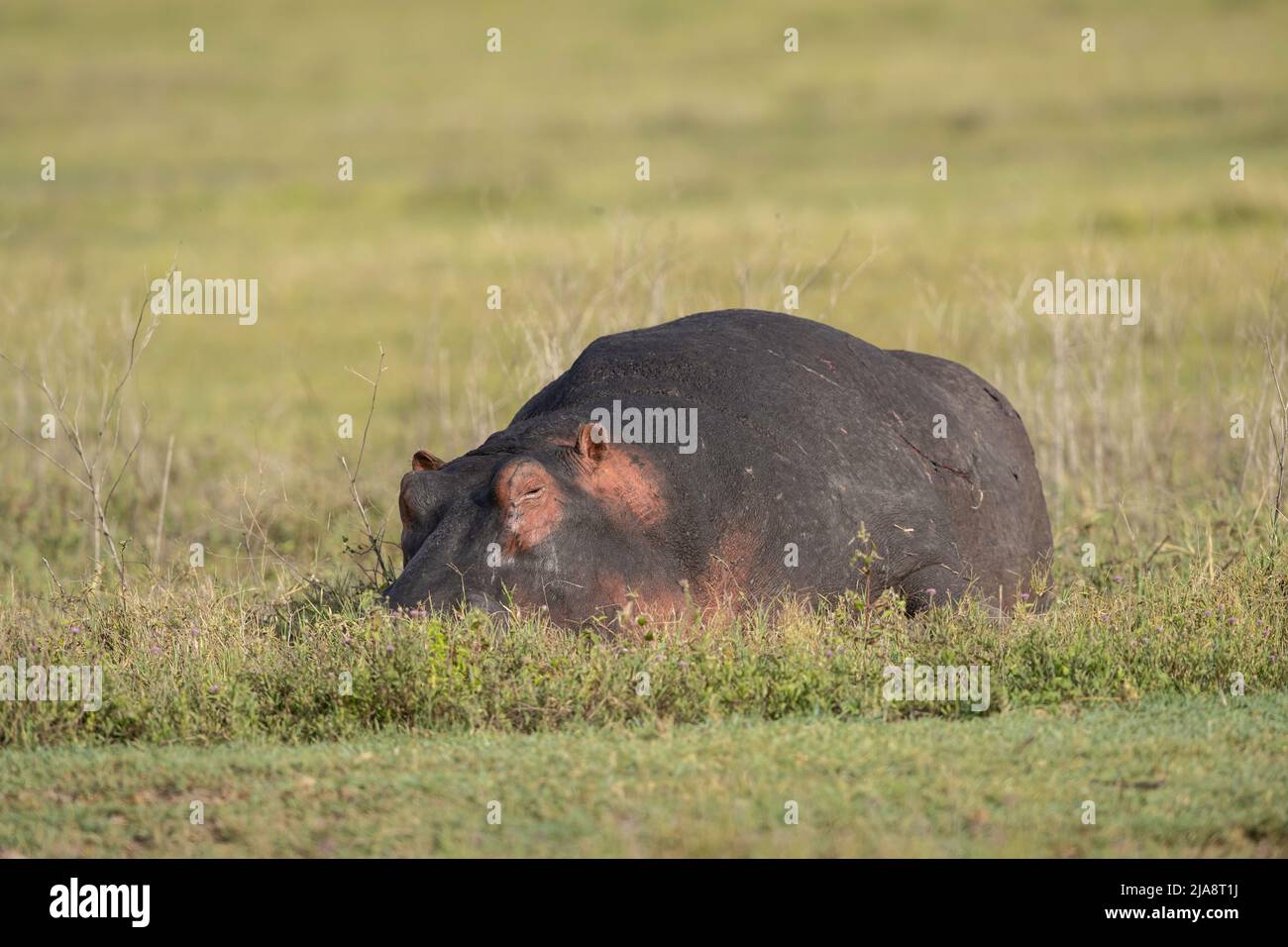 Hippo im Krater von Ngorongoro, Tansania Stockfoto