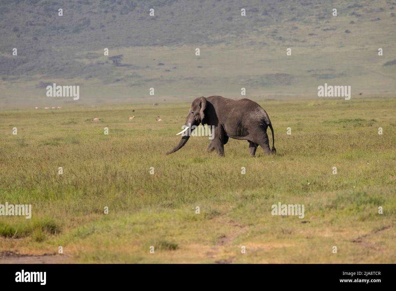 Bullenelefant, Krater Ngorongoro, Tansania Stockfoto