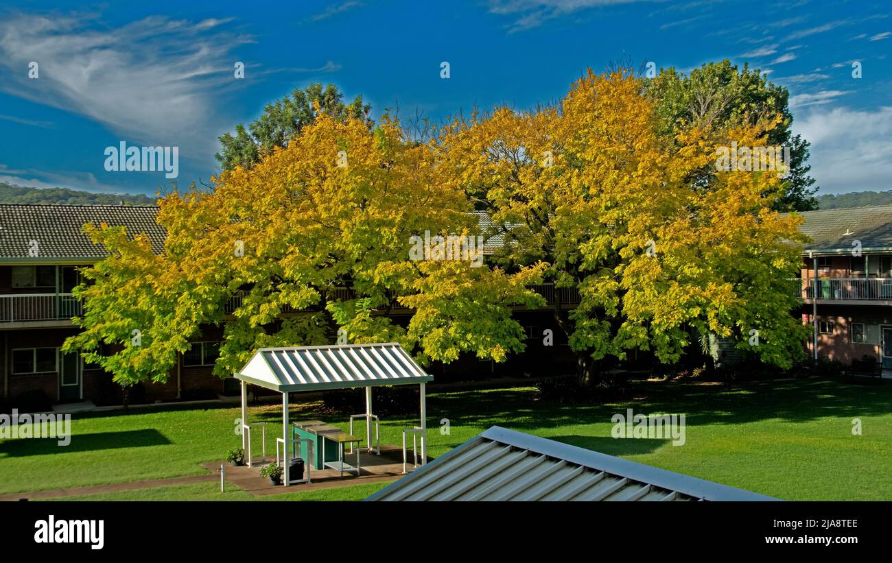 Panoramalandschaft. Farbenprächtiger, goldgelber, sonnenbeschiener Schwarzer Heuschreckenbaum, auch bekannt als Robenia Tree (Pseudoakakazie) mit leuchtend gelb-goldenen Blättern in einem gree Stockfoto