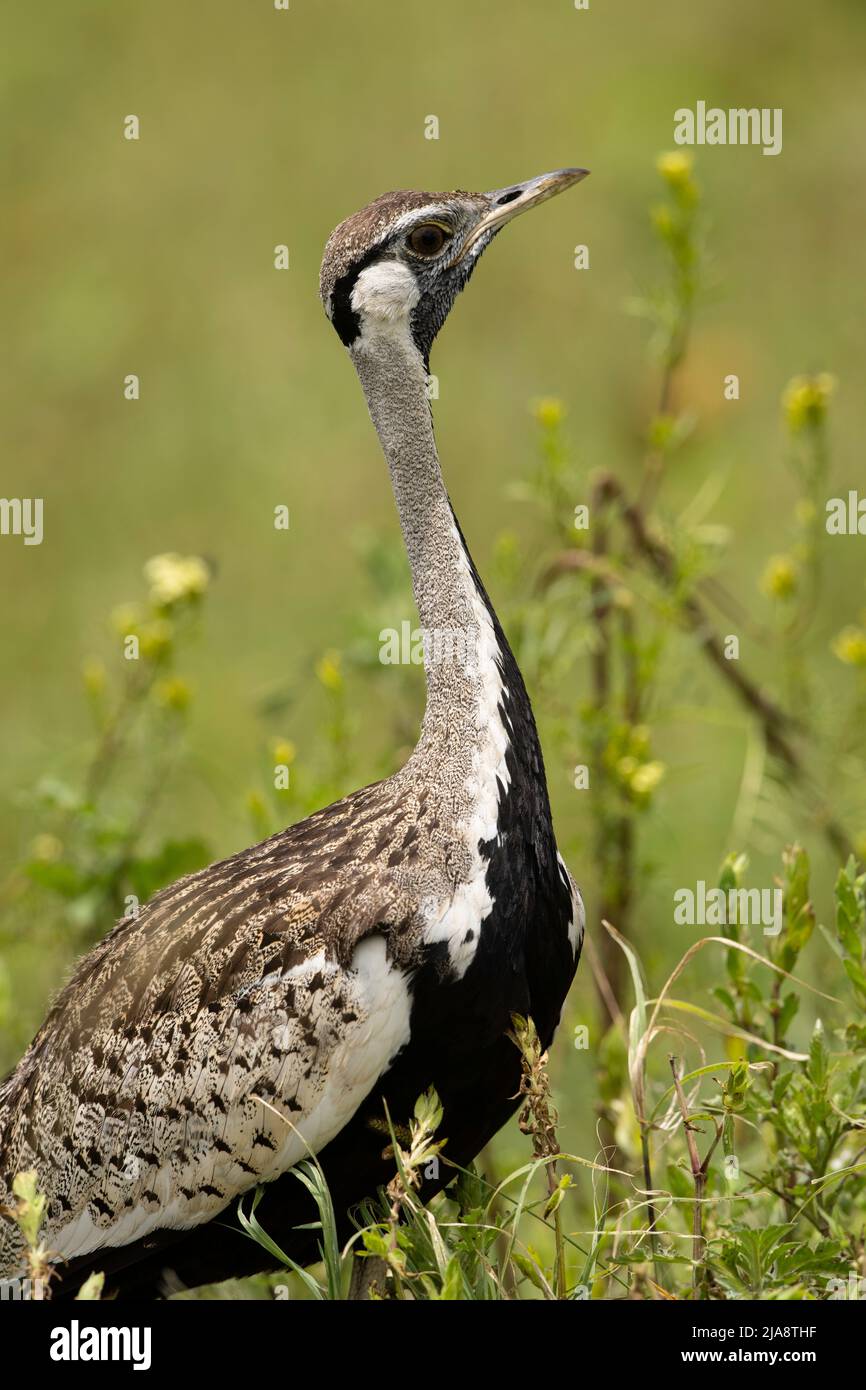 Schwarzbauchiger Bustard, Tansania Stockfoto