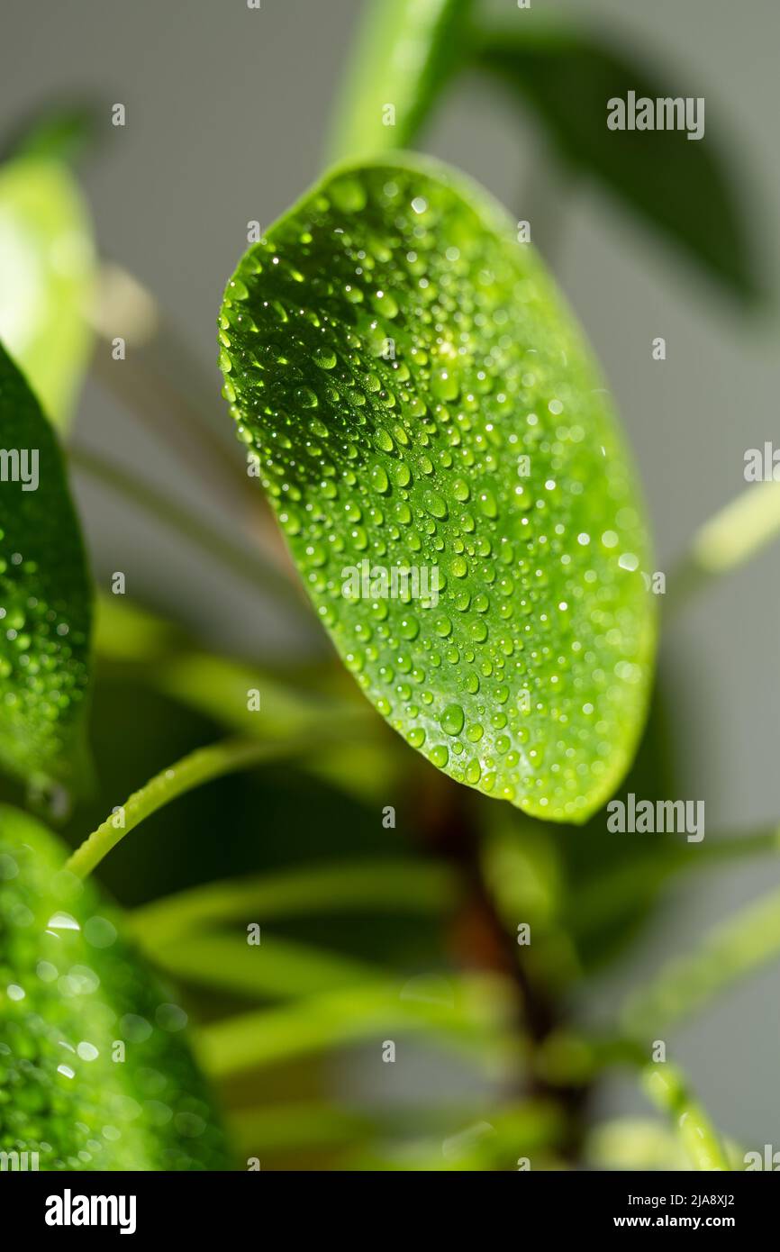 Pilea peperomioides nach dem Sprühen mit Wasser. Chinesische Geldanlage mit Wassertropfen auf Blättern. Stockfoto