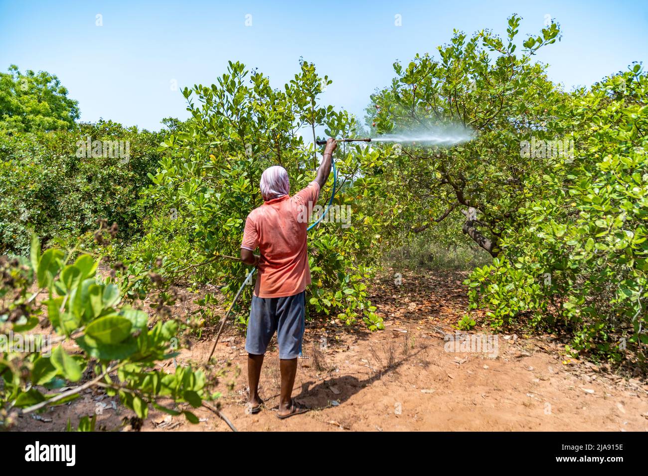 Cashewnuss Baum Spritzen Pestizide Landwirtschaft Land Stockfoto