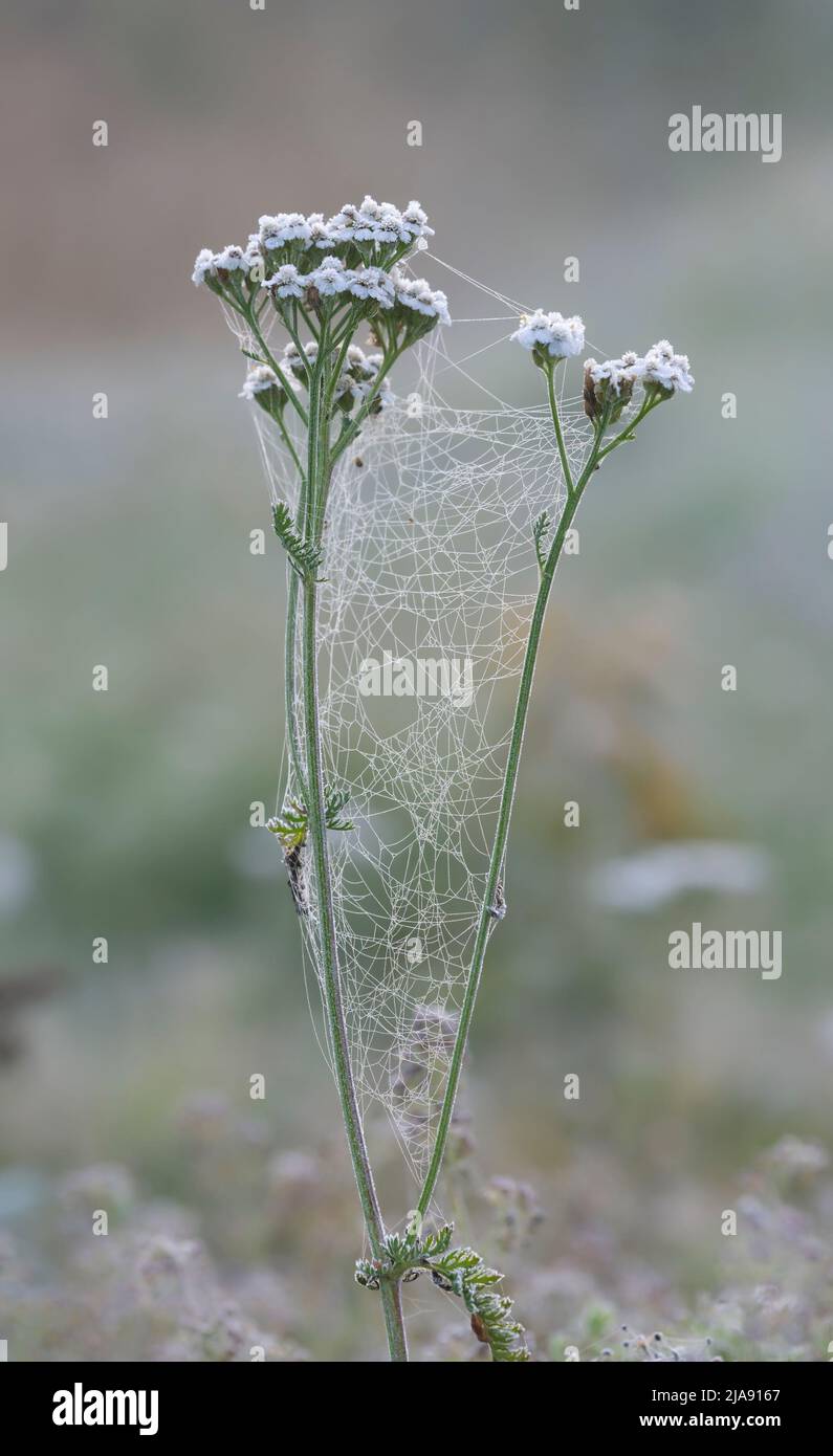 Schafgarbe, Achillea millefolium und Spinnennetz, die vom Tau nass sind, wurden am frühen Morgen fotografiert Stockfoto