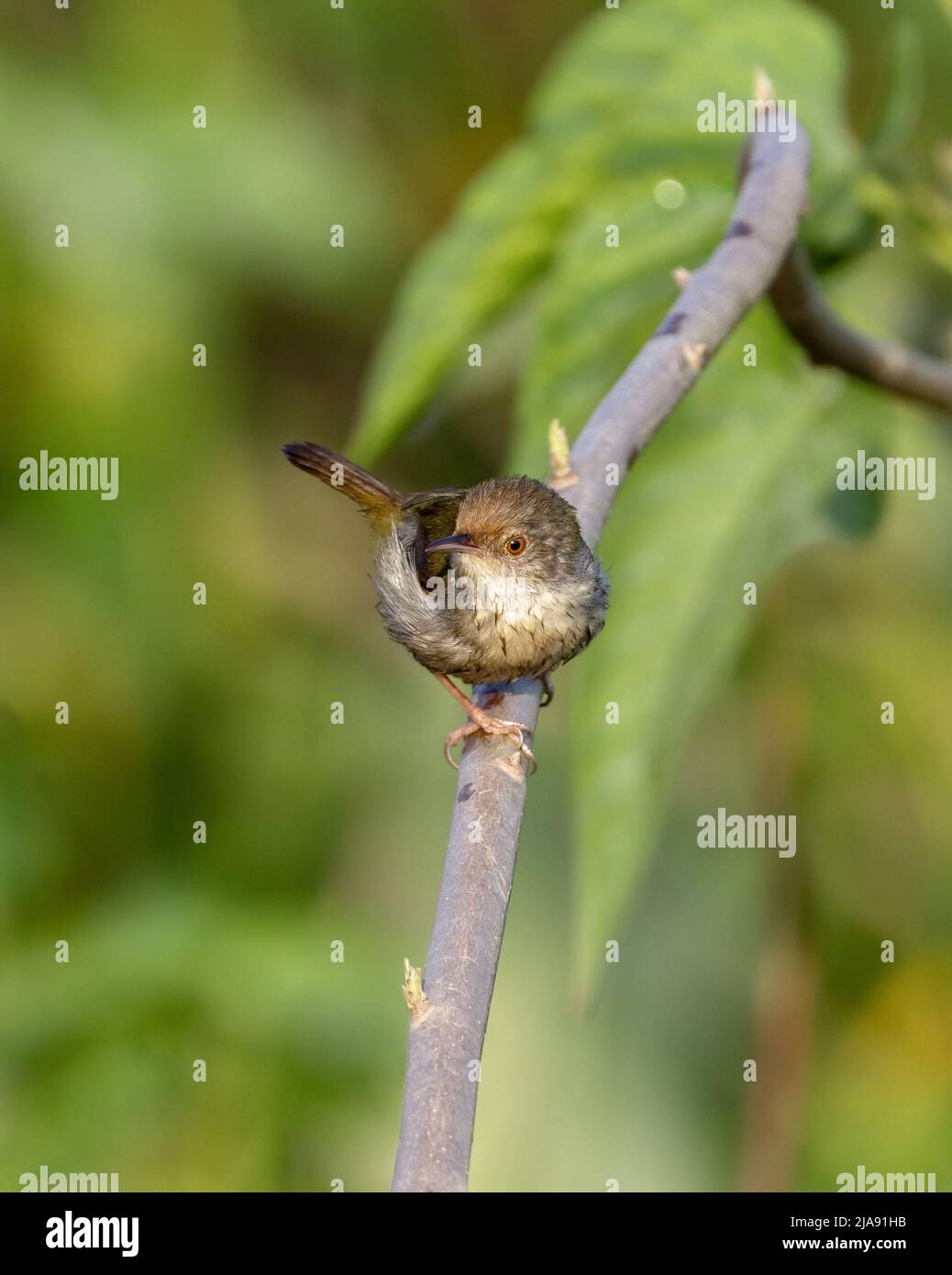 Gewöhnlicher Tailorbird ist ein singbird, der im tropischen Asien gefunden wird. Stockfoto