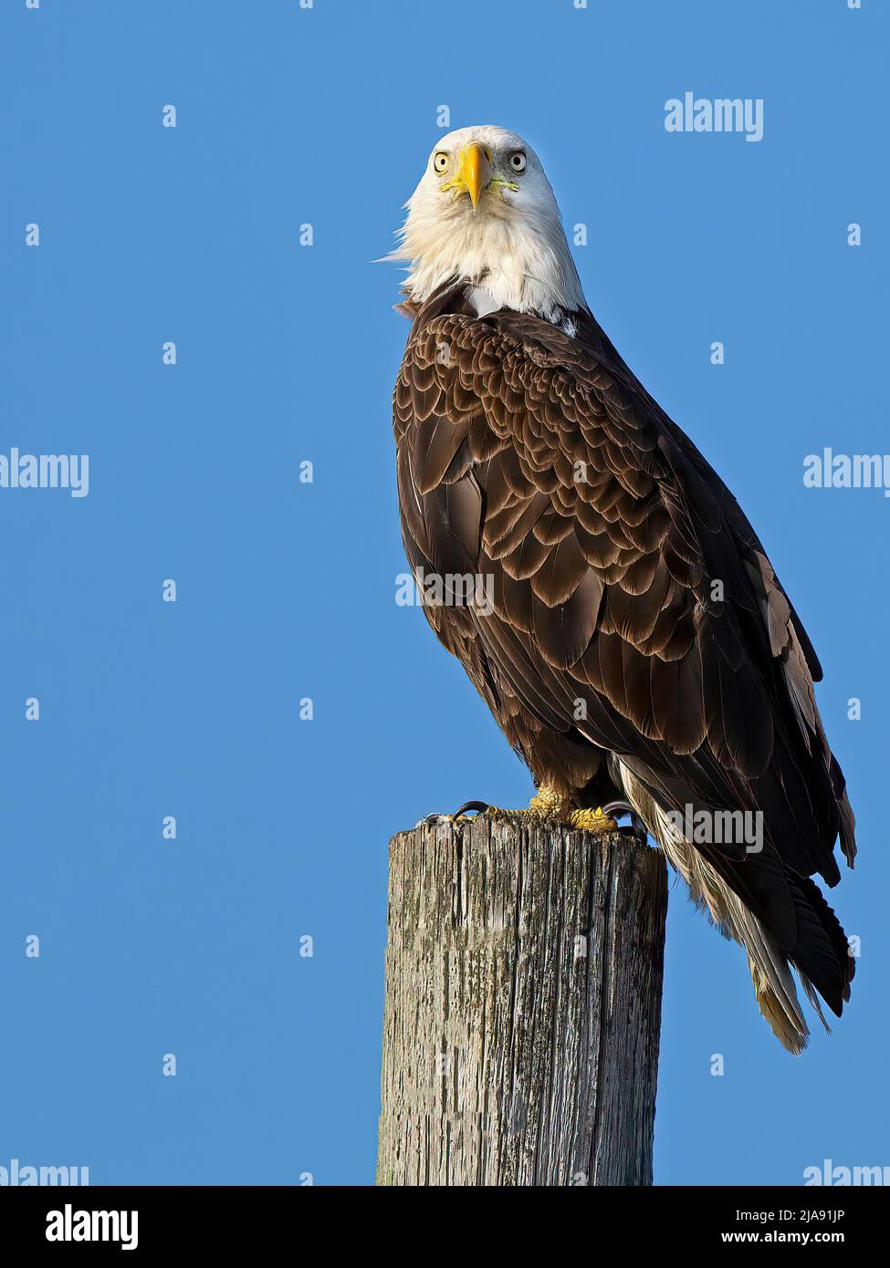 Ein kahler Adler, der auf einem Holzstapeln steht Stockfoto