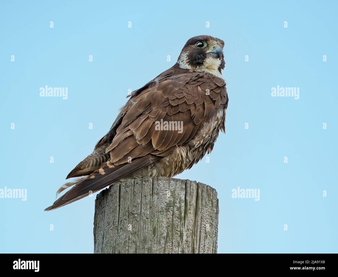 Ein Jugendlicher Falke auf einer Holzstapelung Stockfoto