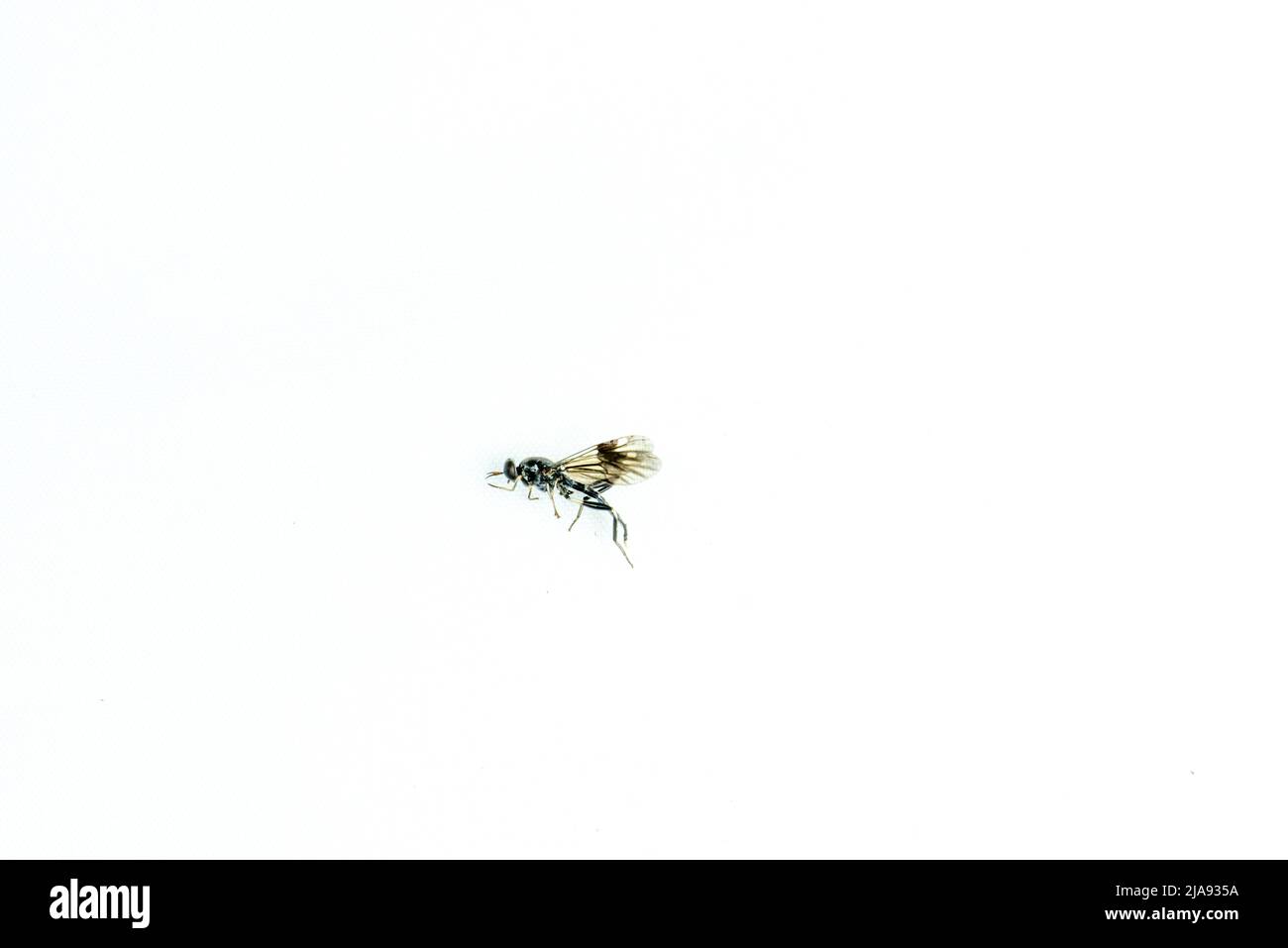 Nahaufnahme der australischen Papierwasp Stockfoto