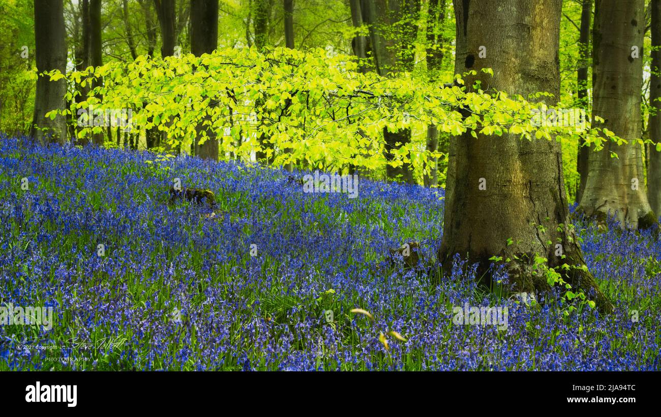Bluebells - West Woods, Marlborough - Wiltshire Stockfoto