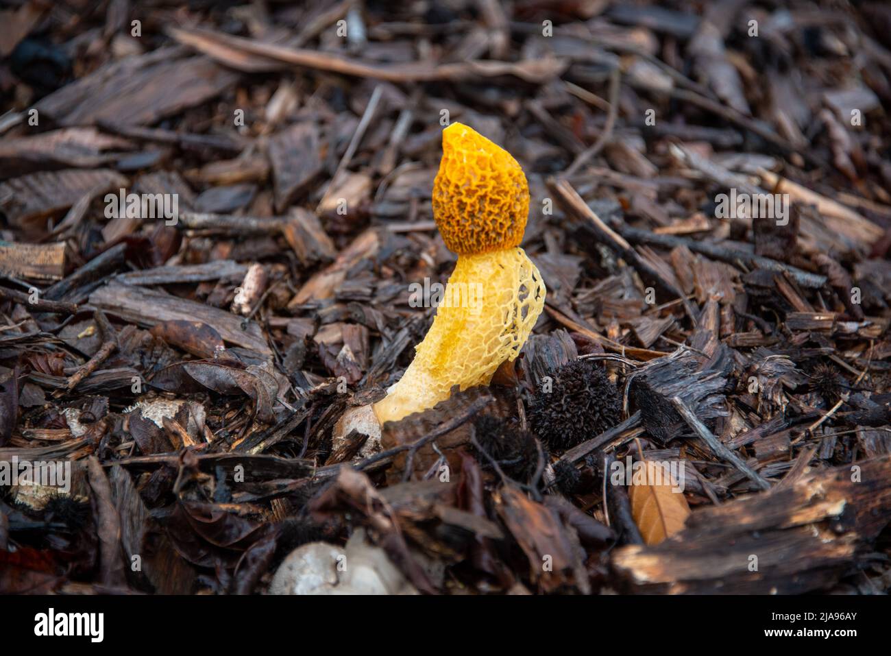 Gelber Stink Horn Pilz Australien Stockfoto