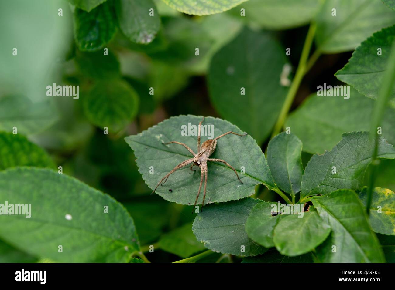 Baumschule Netz (Pisaura mirabilis) auf grünem Blatt. Baumschule Web Spider Sitzt Auf Green Leaf Im Garten. Makrofotografie mit Insekten. Stockfoto