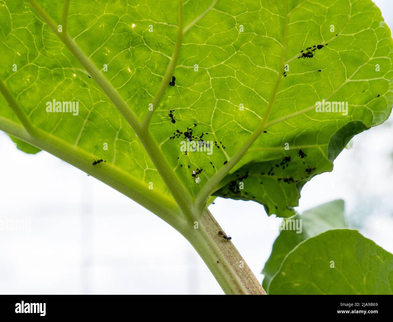 Kolonie der schwarzen Bohnenaphide Aphis fabae auf Rhabarber gefunden. Zusätzliche Ameisen kriechen. Stockfoto