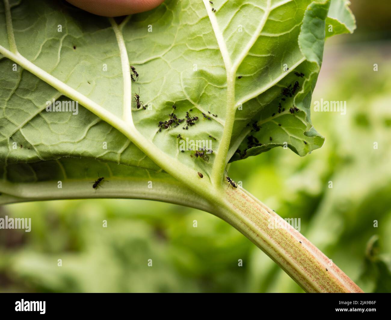 Dichte Kolonie von Blattlaus auf Rhabarber gefunden. Zusätzliche Ameisen kriechen. Stockfoto