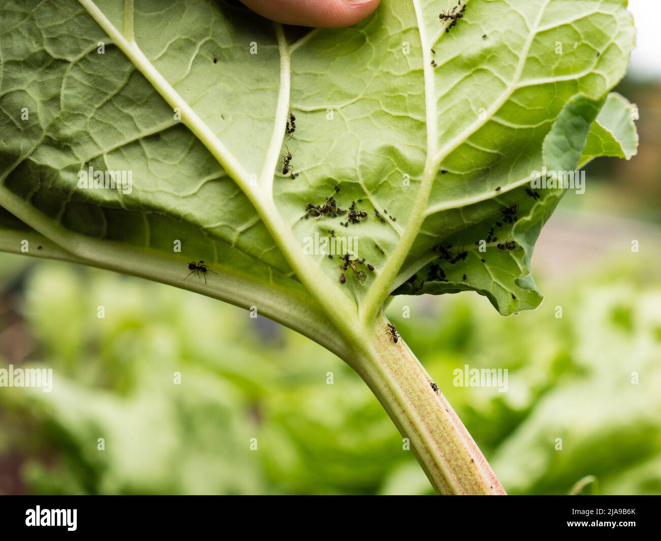Die Blattlaus der schwarzen Bohnenaphid fabae kann zu Kräuseln oder Verwelkungen der Blätter führen. Hohes Potenzial für die Verbreitung des Virus durch Blattläuse. Stockfoto