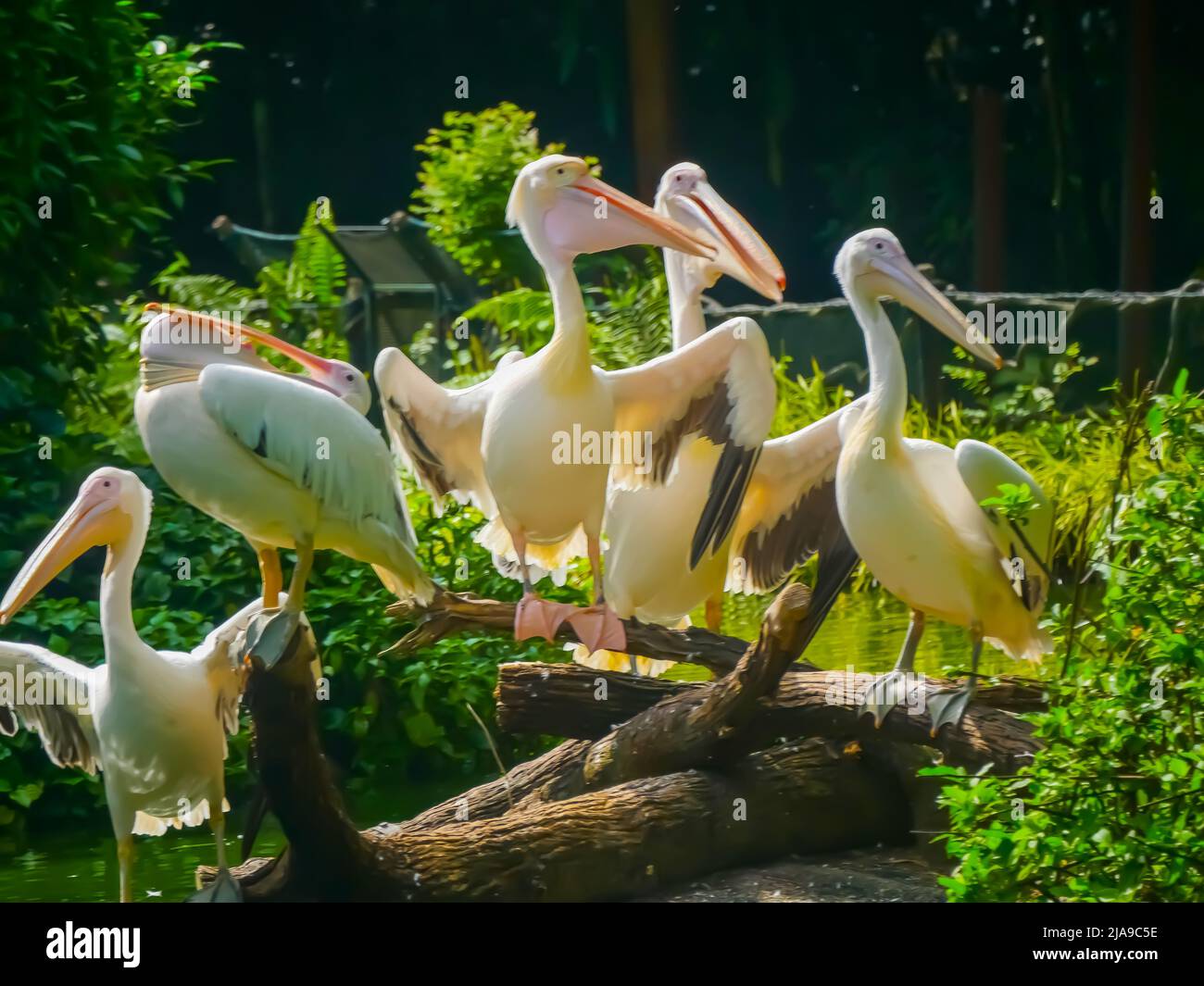 Pelikane, große Wasservögel öffnen ihre Flügel weit Stockfoto Pelikane, große Wasservögel öffnen ihre Flügel weit Stockfoto