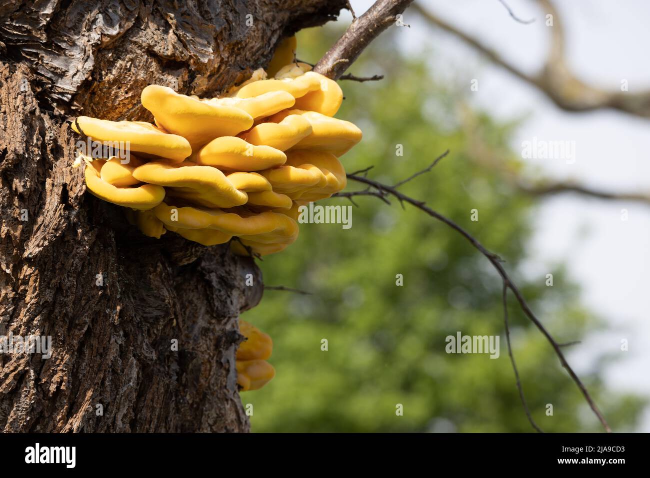Laetiporus sulfureus Bracket Pilz wächst auf einem Baum im Frühling Stockfoto